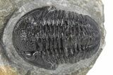 Detailed Gerastos Trilobite Fossil - Morocco #277651-2